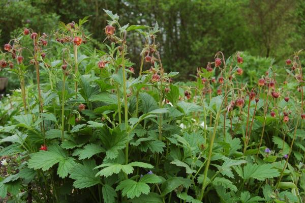 Geum rivale | Bach-Nelkenwurz